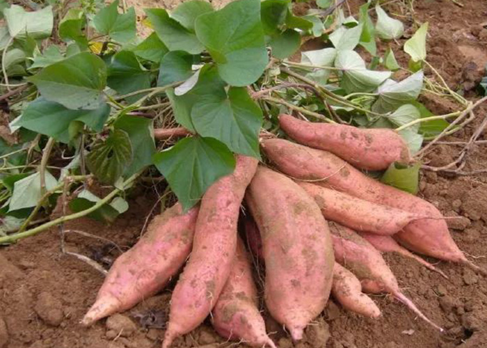 为啥存过的红薯更甜?丽星带你看懂淀粉的变化 为啥存过的红薯更甜?丽星带你看懂淀粉的变化